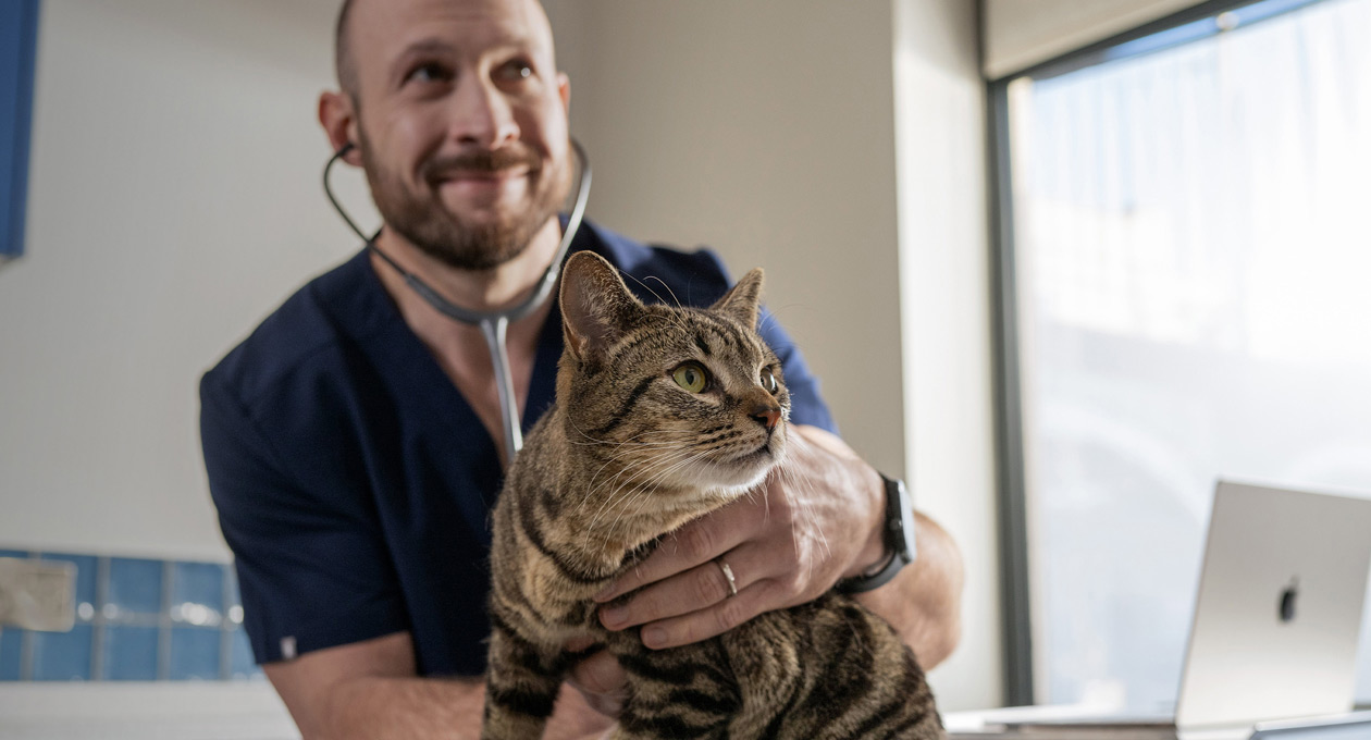 A vet examines a cat
